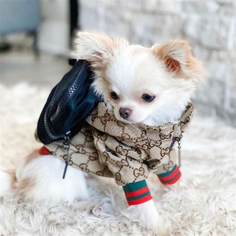 gucci hoodie dog|cat wearing gucci.